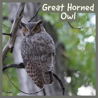Great Horned Owl